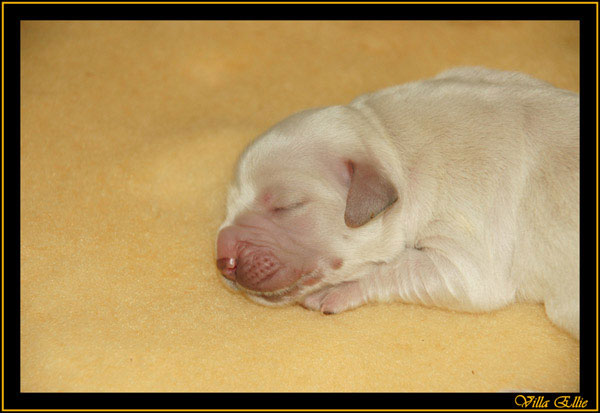 comprar golden retriever villa ellie